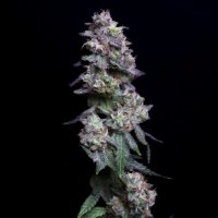 Baked Apple Cherries Feminised Seeds