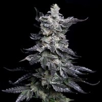 Granny'S Apple Fritter Feminised Seeds