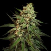 Snoop'S Apple Frizzle Feminised Seeds
