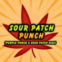 Sour Patch Punch Feminised Seeds