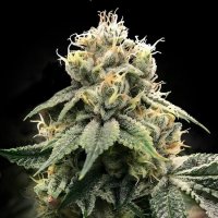 Chocolate Truffle Shuffle (C.T.S.) Feminised Seeds