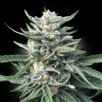 Chocolope 256 Feminised Seeds