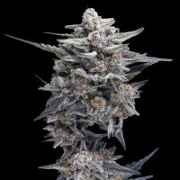HG23 (Michael Jordan) Auto Feminised Seeds