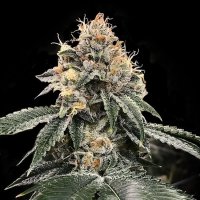 HG23 (Michael Jordan) Feminised Seeds