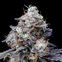 MacMelon Auto Feminised Seeds