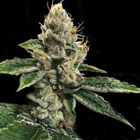 RP43 S1 (Aka Richard Petty) Feminised Seeds