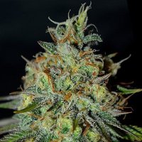 Picante Feminised Seeds