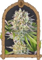 Malawi White Truffle Feminised Seeds