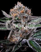 Candy Candy Feminised Seeds