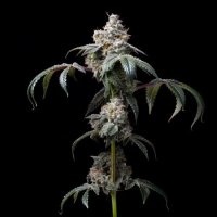 Dirty Diana Feminised Seeds