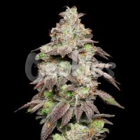 Fried Banana Feminised Seeds