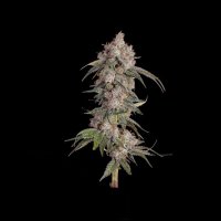 Game Over Feminised Seeds