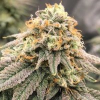 Pinkz Feminised Seeds (Bild für) Pinkz Feminised Seeds