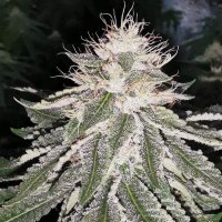 MAC 11 Feminised Seeds (Bild für) MAC 11 Feminised Seeds