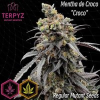 Mentha De Croco 'Croco' Bx Regular Seeds