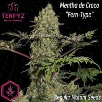 Mentha De Croco 'Fern-Type' Regular Seeds