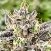 (Bild für) Whale Breath Feminised Seeds - 5