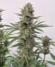 (Bild für) Tahoe Cookies Auto Feminised Seeds - 5