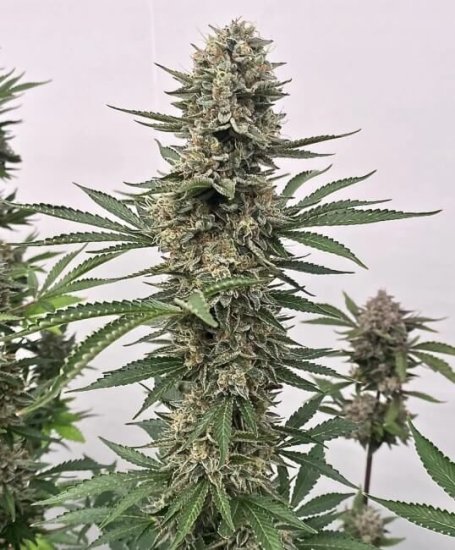 (Bild für) Tahoe Cookies Auto Feminised Seeds - 5
