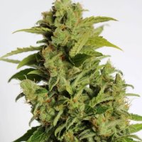 (Bild für) Cherry Bear Kush Auto Feminised Seeds - 5