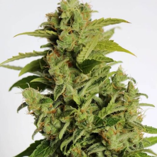 (Bild für) Cherry Bear Kush Auto Feminised Seeds - 5