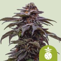 Tropicana Cookies Purple Auto Feminised Seeds