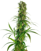 (Bild für) Michka Regular Seeds - 10