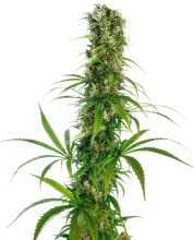 Michka Regular Seeds - 10