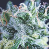 Gelato Auto Feminised Seeds