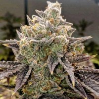 Bubble Gummy Auto Feminisiert Saatgut