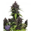 Purple Haze Auto Feminisiert Saatgut
