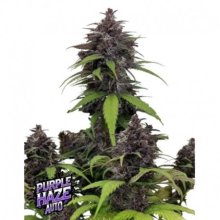 Purple Haze Auto Feminisiert Saatgut