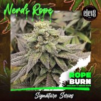 Rope Burn Feminisiert Saatgut