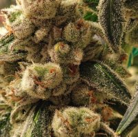 Pluto Cookies IBL Auto Feminisiert Saatgut