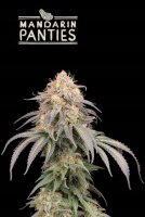 Mandarin Panties Auto Feminised Seeds