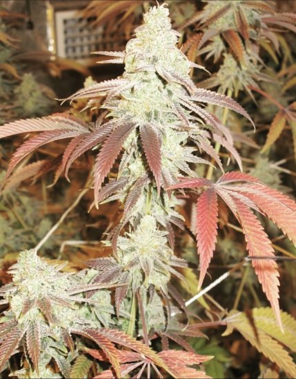 (Bild für) Forbidden Fruit Cake Feminised Seeds
