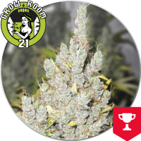2046 Feminised - Medical Seeds