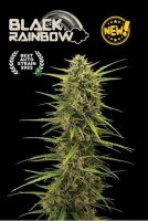 Black Rainbow Auto Feminised Seeds