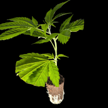 (Bild für)  Platinum Kush Breath Remix - In House Genetic - DROP 