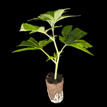  BananaCane - In House Genetic - DROP 