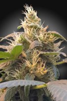 (Bild für) Energy CBD Feminised Seeds (CBDenergy‚Ñ¢)