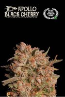 Apollo Black Cherry Auto Feminised Seeds