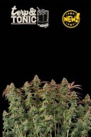 Terp & Tonic Auto Feminised Seeds