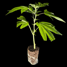 (image for)  Blueberry Pancakes - Humboldt Seeds - DROP 