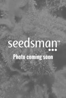 Critical Sour Feminised Seeds