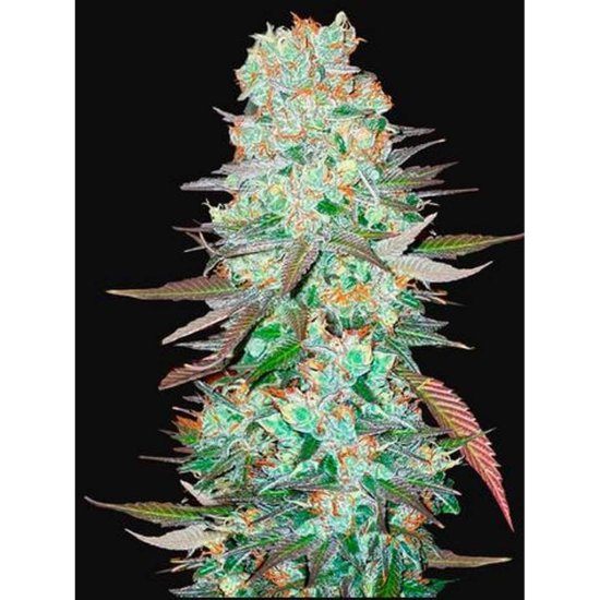 420 Fast Buds - Auto G14 - feminised Click image to close