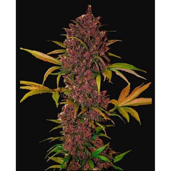 420 Fast Buds - Auto LSD-25 - feminised Click image to close