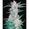 420 Fast Buds - Auto Mexican Airlines - feminisiert