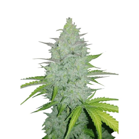 420 Fast Buds - Auto Original Cheese - feminised Click image to close