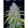 420 Fast Buds - Auto Six Shooter - feminised